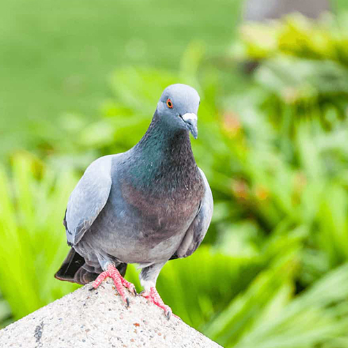 Bird Control Melbourne