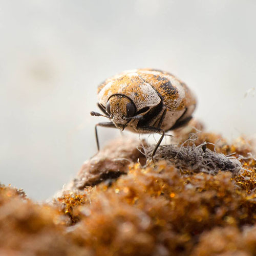 Carpet Beetles Control Melbourne