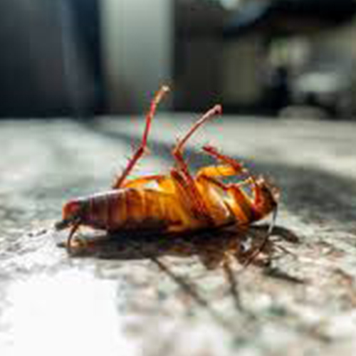 Cockroaches Control Melbourne