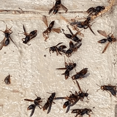 Flying Insects Control Melbourne