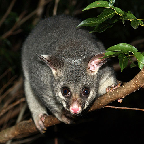 Possum Control Melbourne