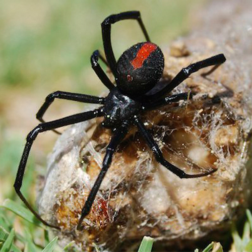 Spiders Control Melbourne