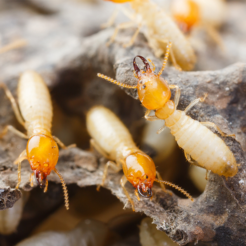 Termite Protection Melbourne