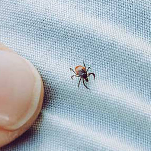 Ticks Control Melbourne