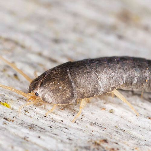 Silverfish Control Melbourne